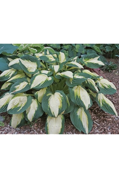 Хоста Колор Фестівал у ланшафті